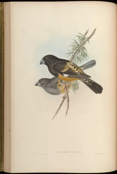 Flesh-footed Grosbeak