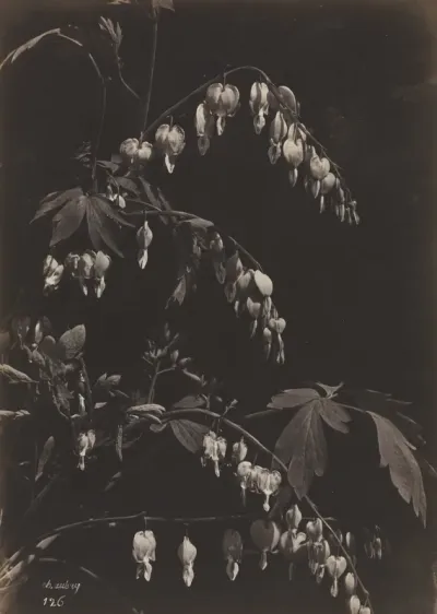 Floral Still Life (Bleeding Hearts)