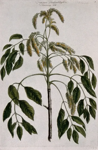 Flowering ash (Fraxinus ornus L.): flowering stem