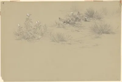 Flowering Bush and Desert Plants