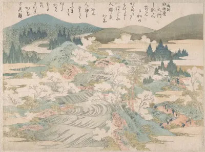 Flowering Cherry Trees Along the Yoshino River