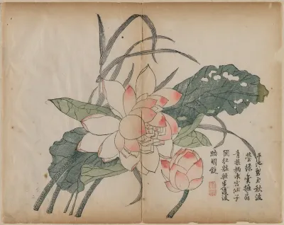 Flowering Lotus and Bud