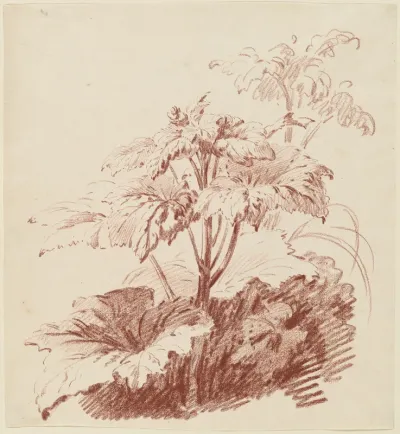 Flowering Plant with Buds