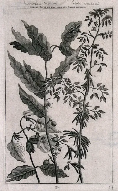 Flowering stems of the indigo plant (Indigofera tinctorum) and coffee plant (Coffea arabica)