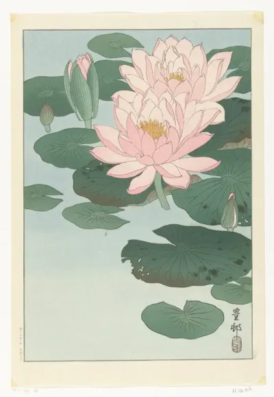 Flowering Water Lily