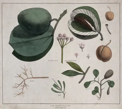 Flowers, fruit and leaves of five plants, including Calotropis, Viscum and Zella species