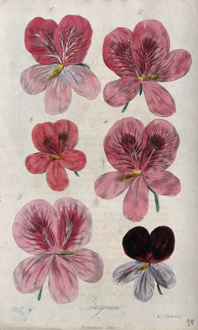 Flowers of six different varieties of pelargonium
