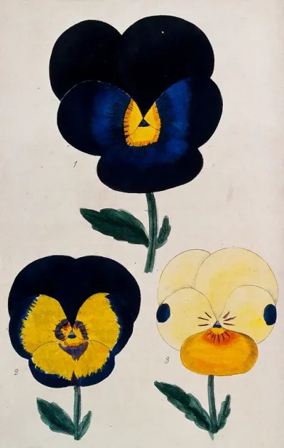 Flowers of three different varieties of pansy (Viola species)