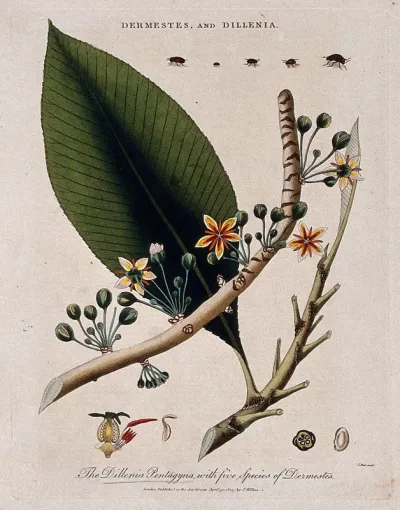 Flowers, stem and leaf of a tropical plant (Dillenia pentagyna) and five skin beetles (Dermestes species)