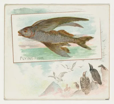 Flying Fish, from Fish from American Waters series (N39) for Allen & Ginter Cigarettes