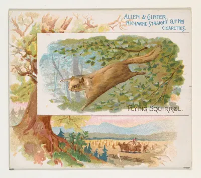 Flying Squirrel, from Quadrupeds series (N41) for Allen & Ginter Cigarettes