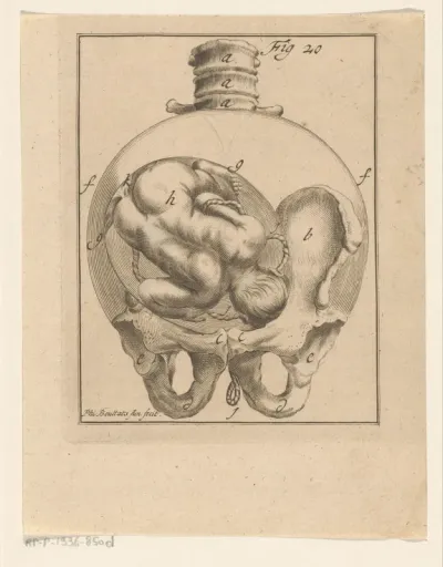 Foetus in baarmoeder