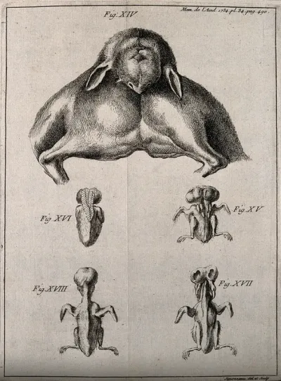 Foetuses of animals born with abnormalities (e.g