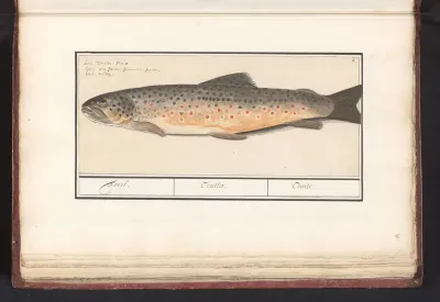 Forel (Salmo trutta)