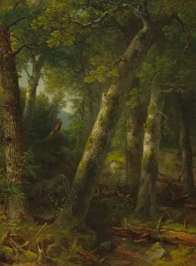Forest in the Morning Light
