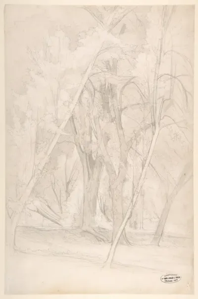 Forest Interior