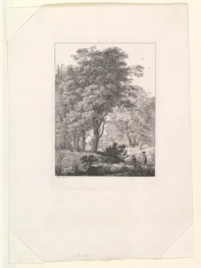 Forest Landscape