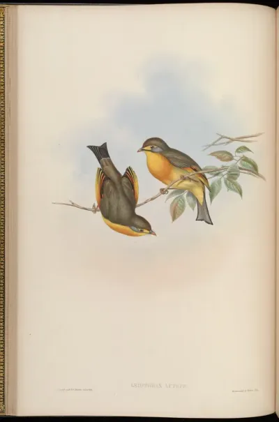 Fork-tailed Leiothrix