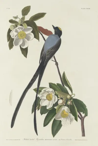 Forked tail Flycatcher