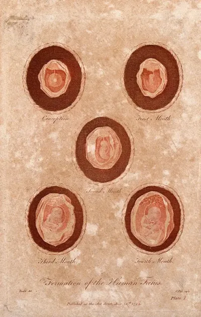Formation of the human foetus: five figures, showing the development from embryo at conception, to foetus of four months gestation