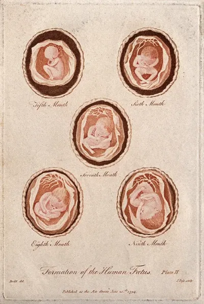 Formation of the human foetus: five figures, showing the development from five months to nine months gestation