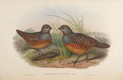 Formosan Bamboo-Partridge