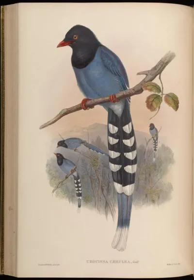 Formosan Blue Pie