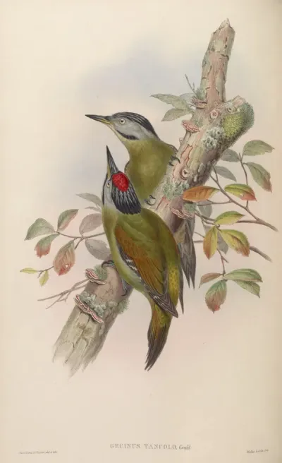 Formosan Green Woodpecker