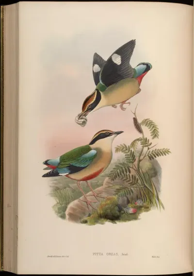 Formosan Pitta