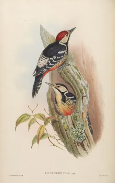 Formosan Spotted Woodpecker