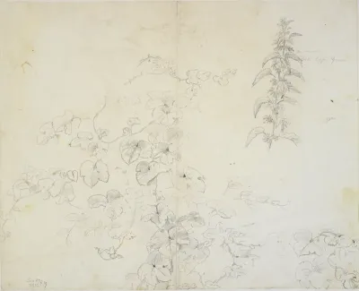 Forskellige blad- og plantestudier
