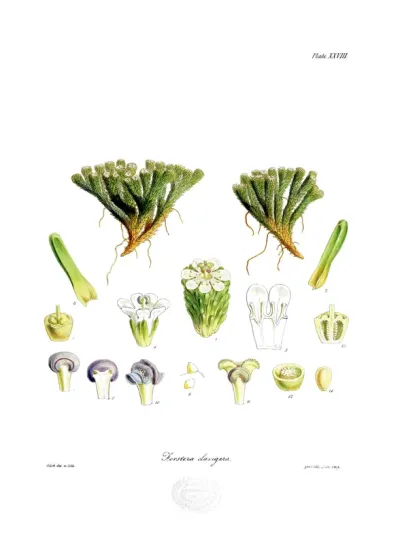 Forstera clavigera