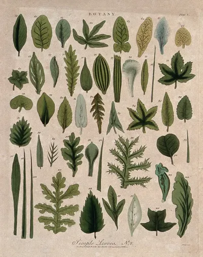 Forty five simple plant leaves of different forms