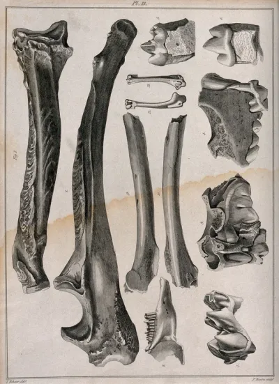 Fossilised dinosaur bones (?)