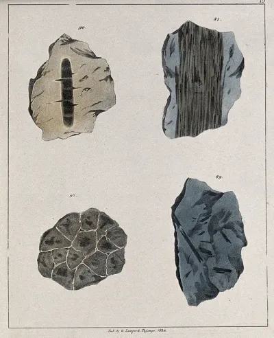Fossilised organic remains in two stones