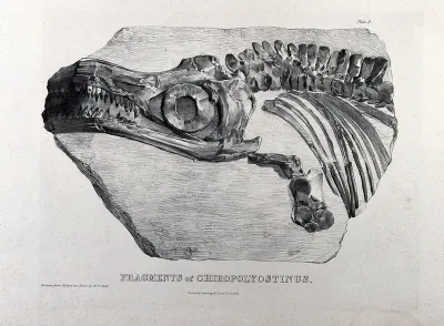 Fossilized head and bone fragments of a chiropolyostinus