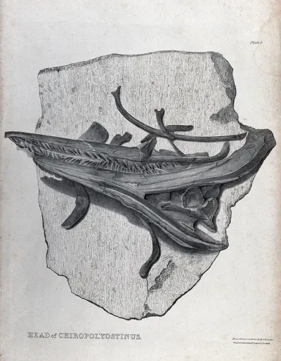 Fossilized head of a chiropolyostinus