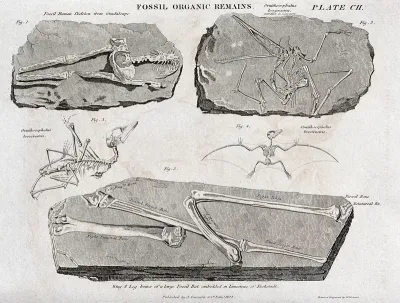 Fossilized organic remains, including those of a human, an an ornithocephalus and a bat