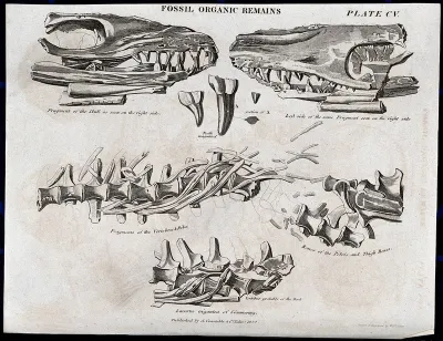 Fossilized organic remains of animal jaw bones and spines
