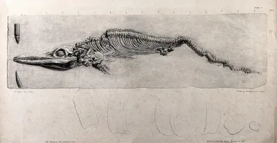 Fossilized skeleton of a water-dwelling dinosaur, with an outline drawing below, showing the vertebrae at life-size