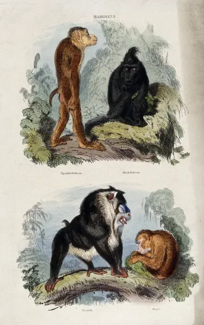 Four baboons: pigtailed baboon, black baboon, mandrill, and magot