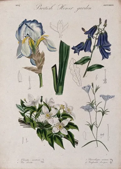 Four British garden plants: flowering stems and floral segments