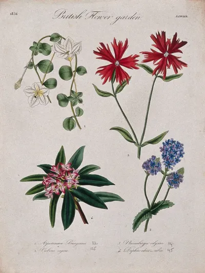 Four British garden plants: flowering stems