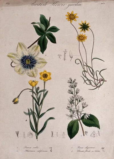 Four British garden plants, including a clematis: flowering stems and floral segments