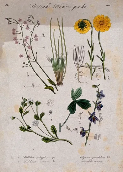 Four British garden plants, including a delphinium: flowering stems and floral segments