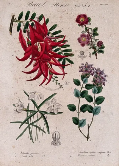 Four British garden plants, including a glory pea: flowering stems and floral segments