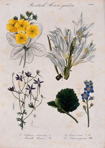 Four British garden plants, including a lily and delphinium: flowering stems and floral segments