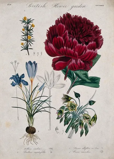 Four British garden plants, including a paeony and crocus: flowering stems