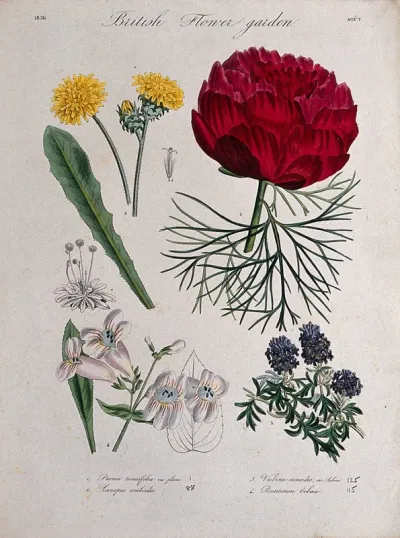 Four British garden plants, including a paeony and penstemon: flowering stems