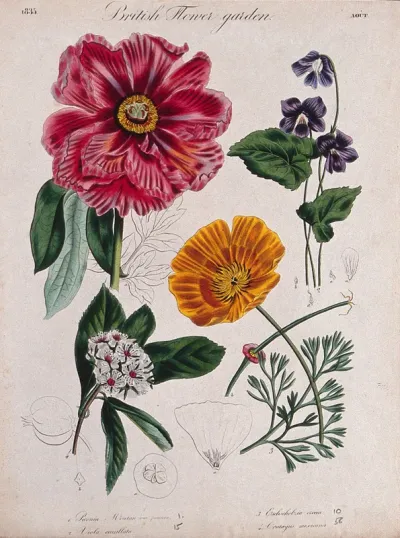 Four British garden plants, including a paeony and poppy: flowering stems and floral segments